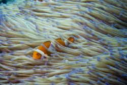False anemon fish - Kapalai - Borneo by Luca Bertoglio 